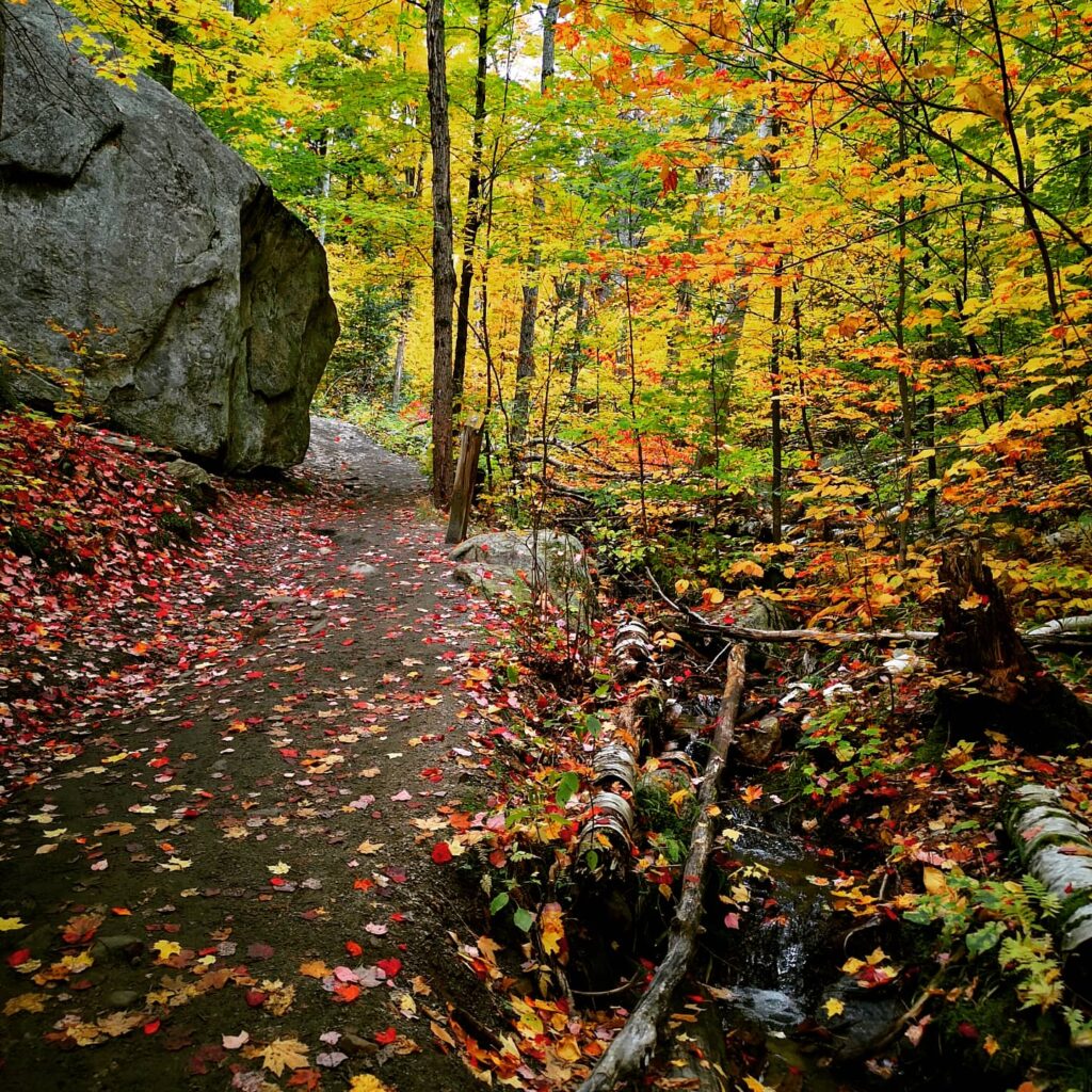 Fall Landscapes in Algonquin Park